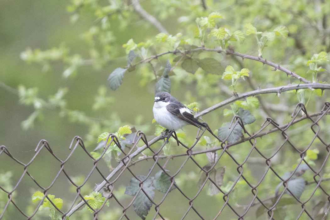 European Pied Flycatcher